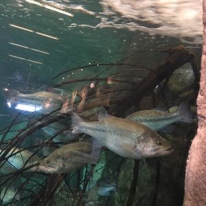 Meet your Posher, Jose m